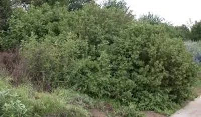 Illustration bushy - Image 3