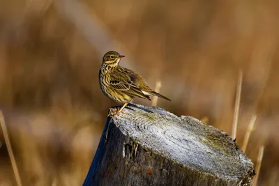 Illustration titlark - Image 2