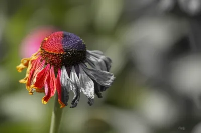 Illustration dulling - Image 1