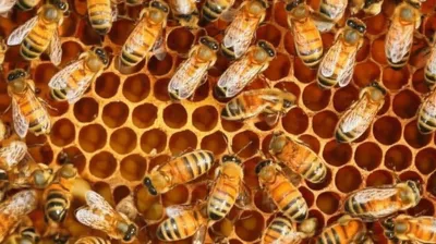 Hình ảnh minh họa washboarded - Ảnh 1