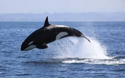 Illustration whale - Image 2