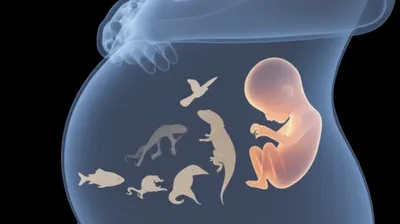 Illustration recapitulated - Image 1