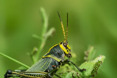 Illustration antenna - Image 1