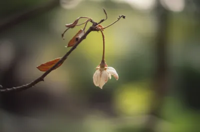 Illustration casts - Image 1