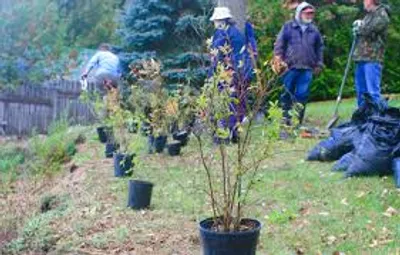 Illustration naturalization - Image 2