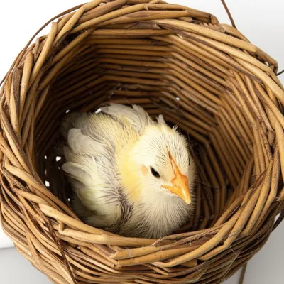 Illustration defenseless