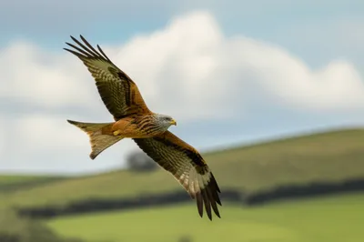 Illustration glide - Image 1