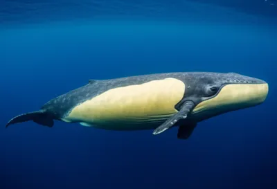 Illustration blanket - Image 1