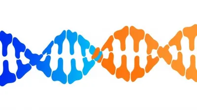 Illustration cdna - Image 1