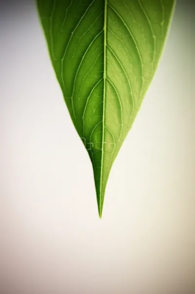 Illustration attenuation - Image 1