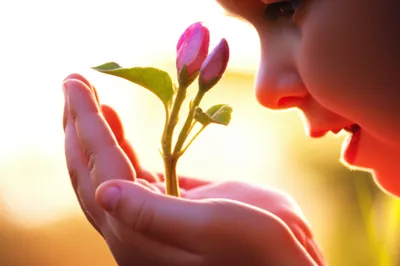 Illustration blossom - Image 1