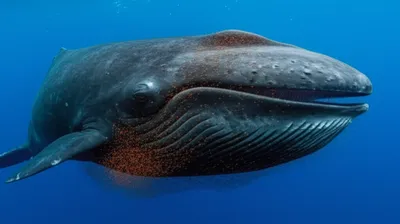 Illustration brit - Image 1