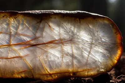 Illustration silicified - Image 1