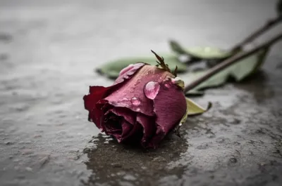 Illustration crushed - Image 1