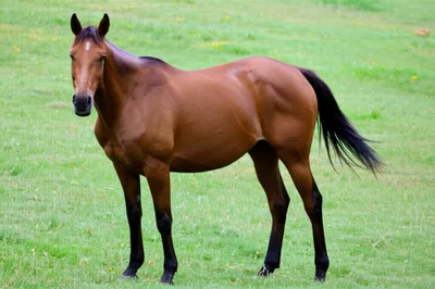 Illustration hipped - Image 1