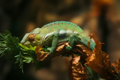 Illustration var. - Image 1