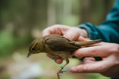 Illustration ringing - Image 1