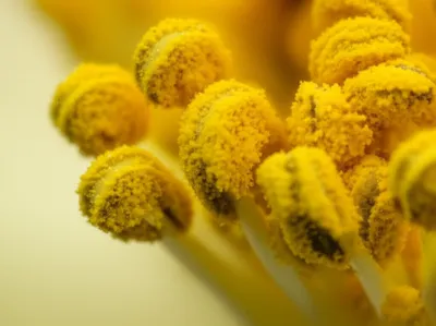 Illustration pollen - Image 1