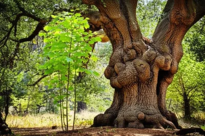 Illustration ages - Image 1