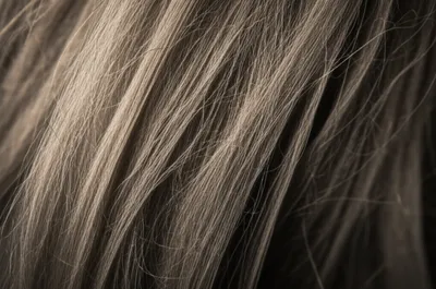 Illustration plica - Image 1