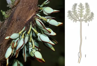 Illustration stalks - Image 1