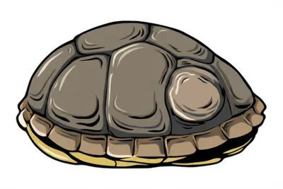 Illustration testudines - Image 1