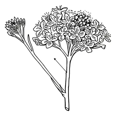 Illustration peduncle - Image 1