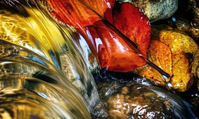 Illustration cleanses