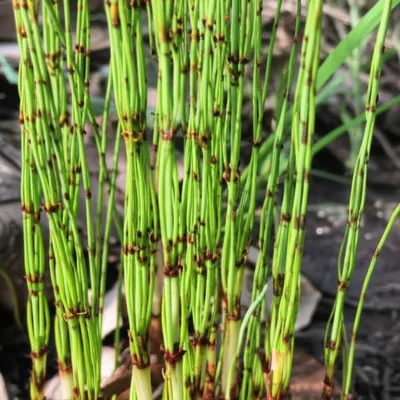 Illustration horsetails