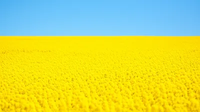 Illustration sunflowers - Image 1