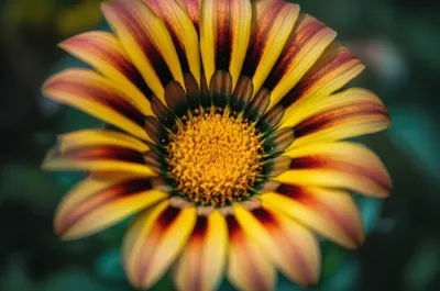 Illustration coronal - Image 1