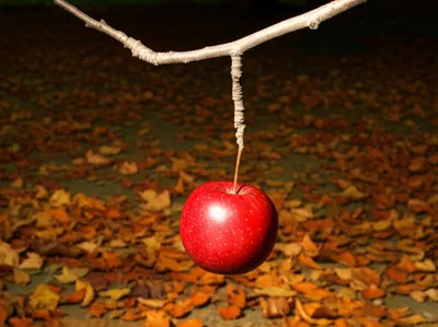 Illustration fall - Image 1