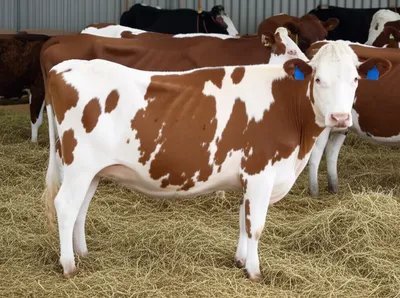 Illustration stud - Image 1