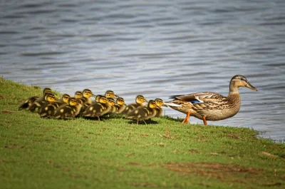 Illustration upon - Image 1