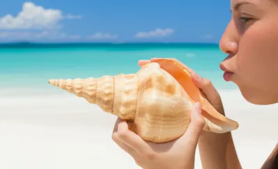 Illustration conch - Image 1