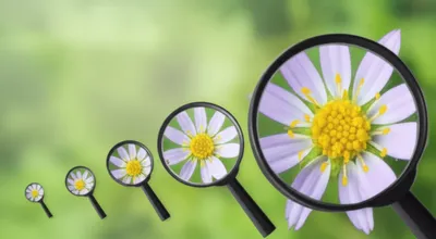 Illustration p - Image 1