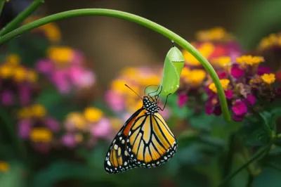 Illustration polymorph - Image 1