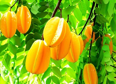 Illustration carambola - Image 1