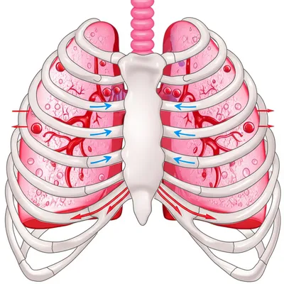 Hình ảnh minh họa lungs