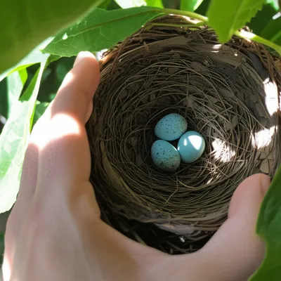 Illustration gentleness