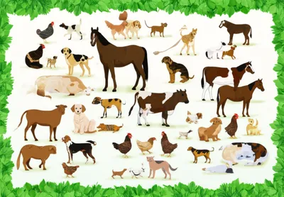 Illustration races - Image 1