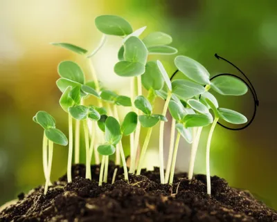 Illustration selfs - Image 1