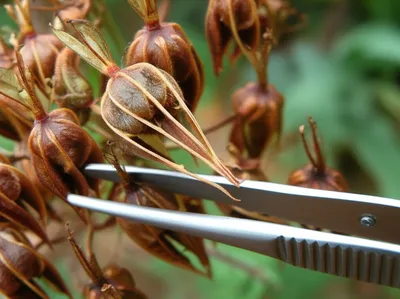 Illustration cranesbills - Image 1