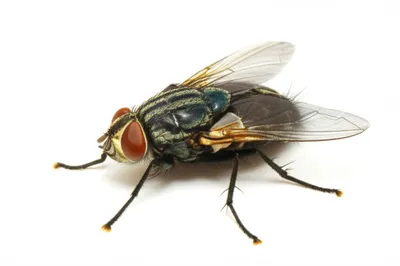 Illustration fly - Image 1