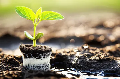 Illustration nourished - Image 1