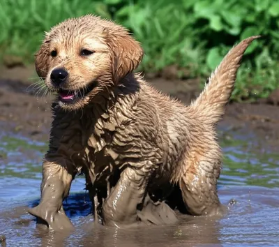 Illustration muds - Image 1