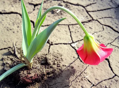 Illustration debilitated - Image 1