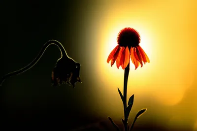 Illustration lighten