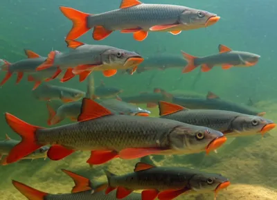 Illustration mullet - Image 1