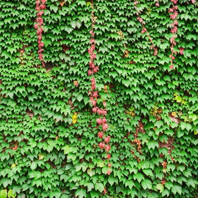 Illustration creepers - Image 1